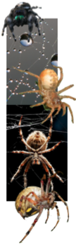 Spiders Unit Montage Resources